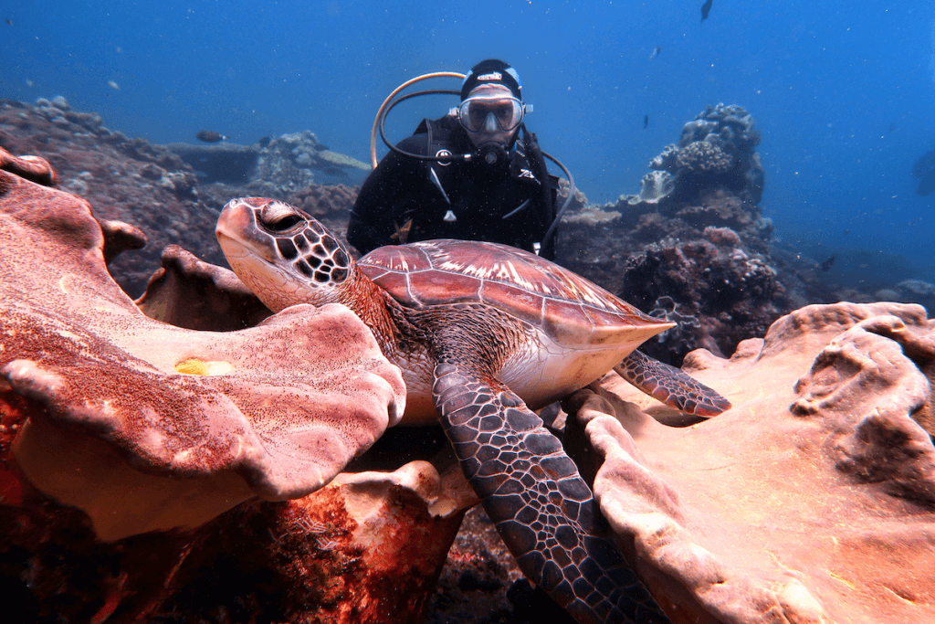 Crystal Bay Nusa Penida Bali Diving