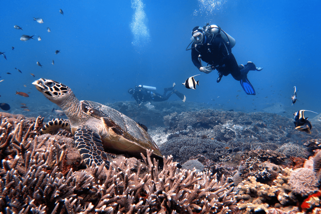 Turtles Bali Nusa Penida